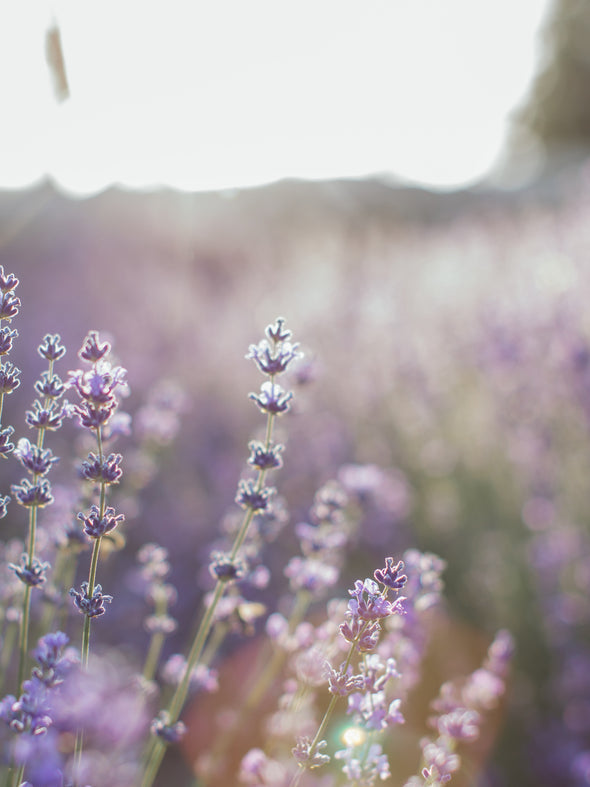 Lavender Sage Candle