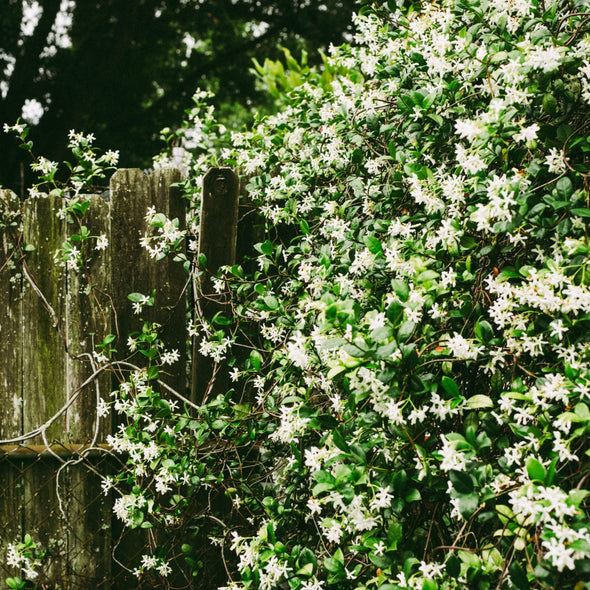 Sampaguita Candle | Jasmine Candle